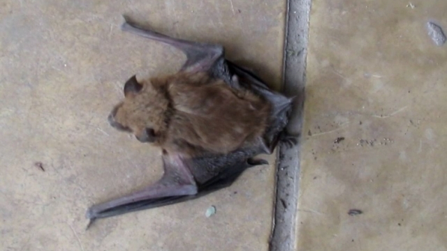 Confirman un nuevo caso de murciélago con rabia en Olavarría