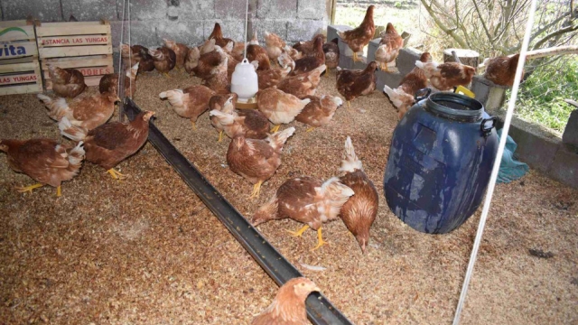La huerta agroecológica impulsa la producción y venta de huevos